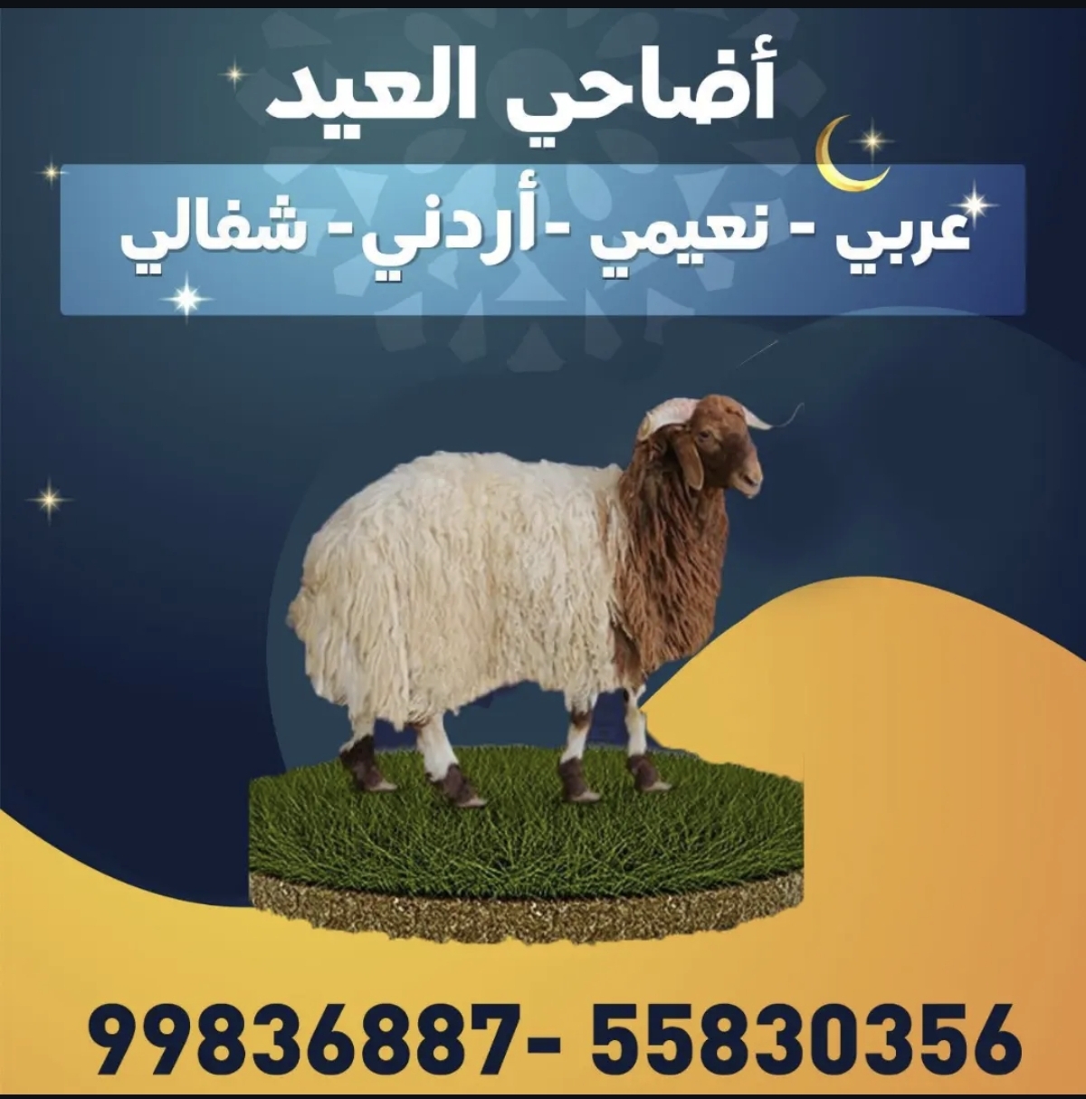 أضاحي العيد